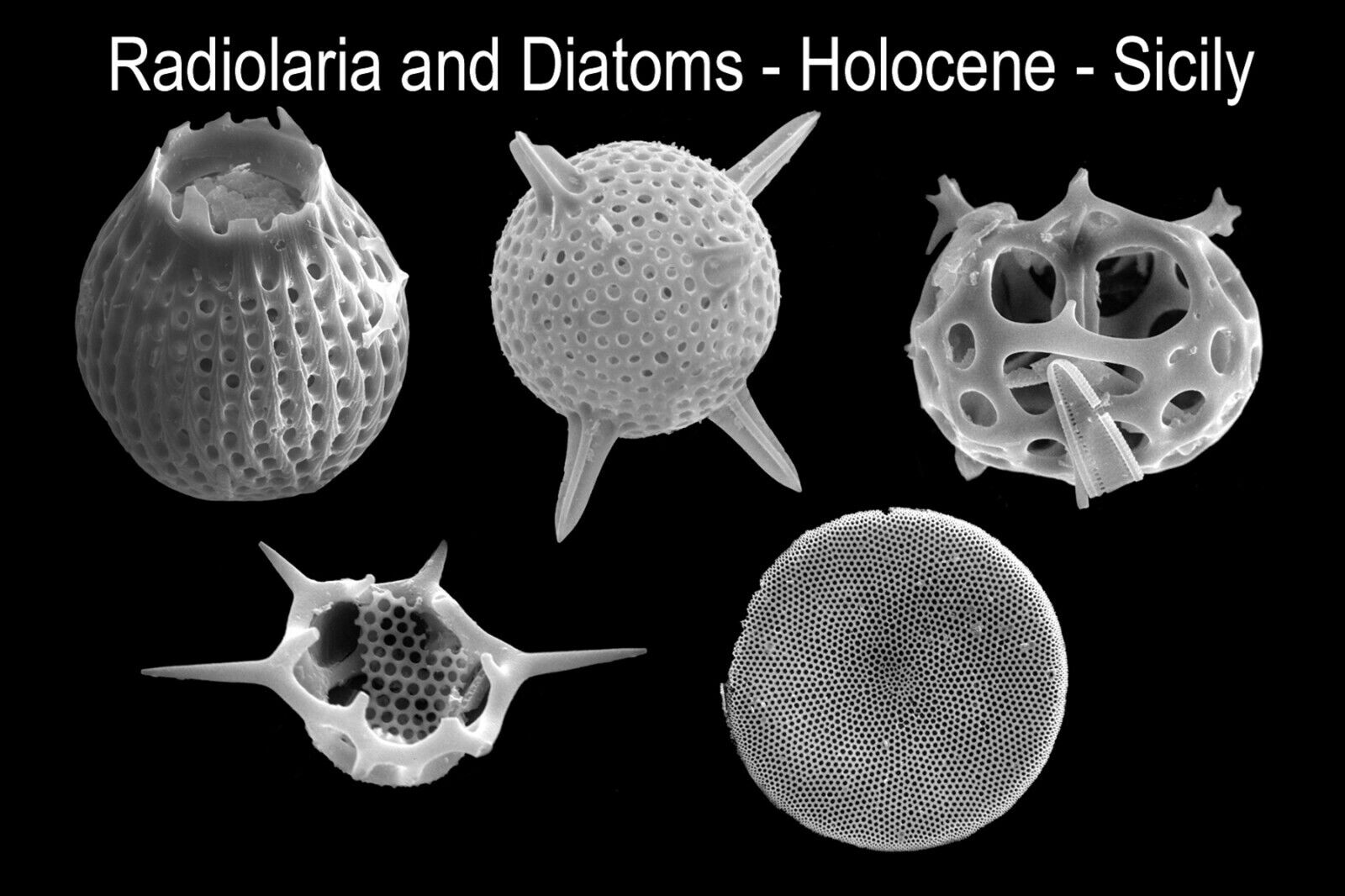 Recent Sicily microscope slide mount of rare Radiolaria Diatoms several types