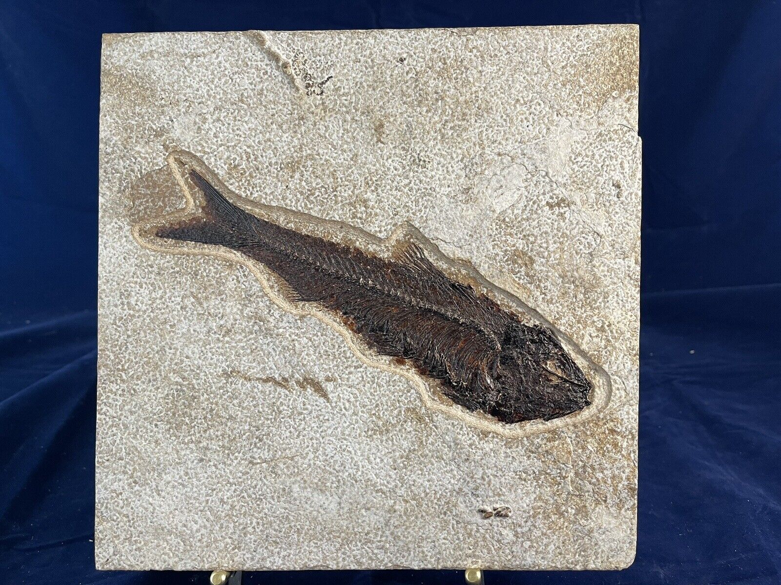 fossil fish green river formation wyoming