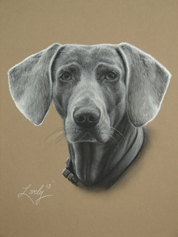 Original Fine Artwork Drawing Weimeramar Dog Lover Pet Portait  9 X 12