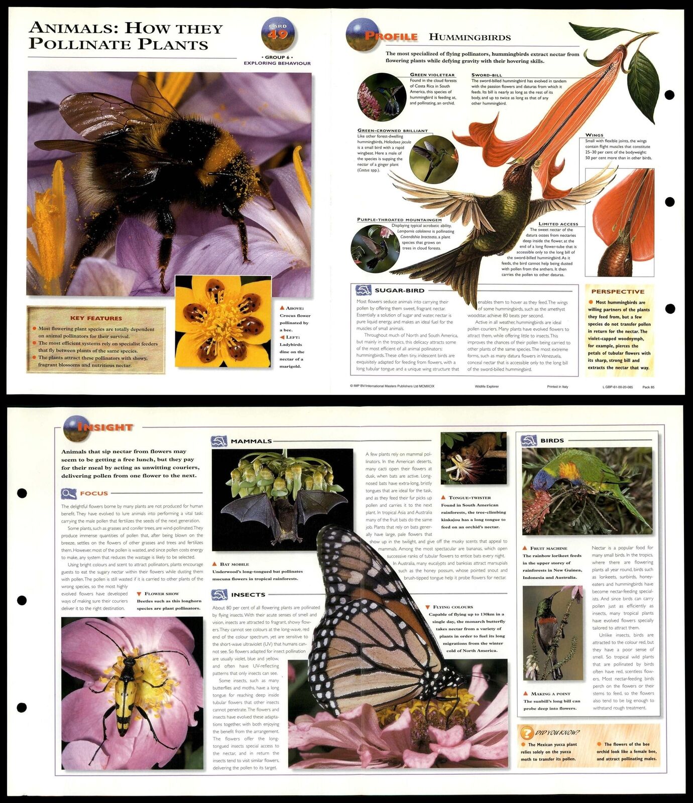 Animals : How Pollinate Plants #49 Behaviour - Wildlife Explorer Fold-Out Card