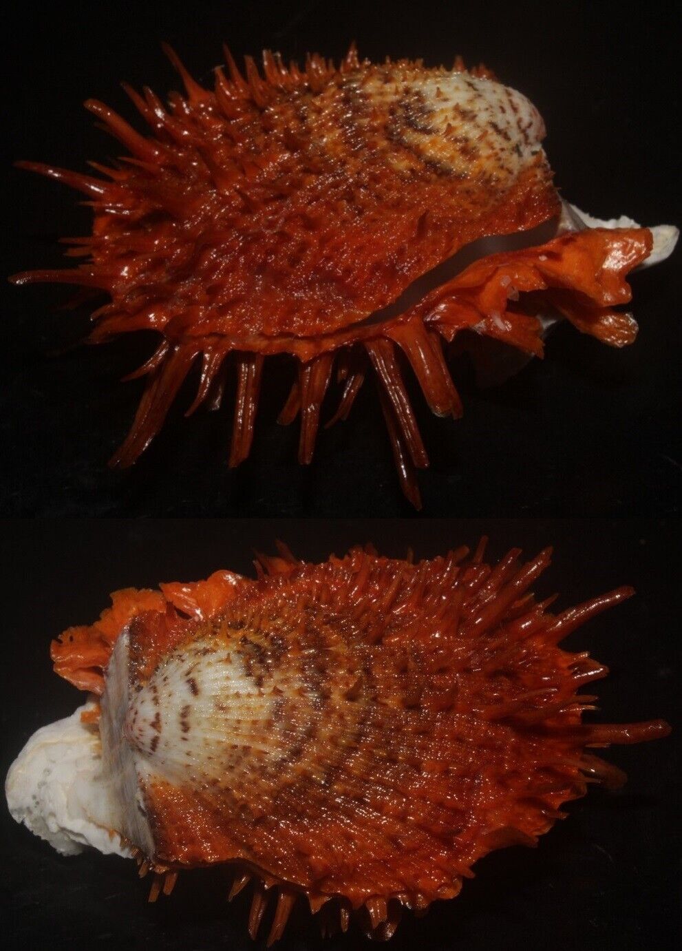 Tonyshells Seashells Spondylus versicolor SUPERB RED 62mm F+++, superb spine