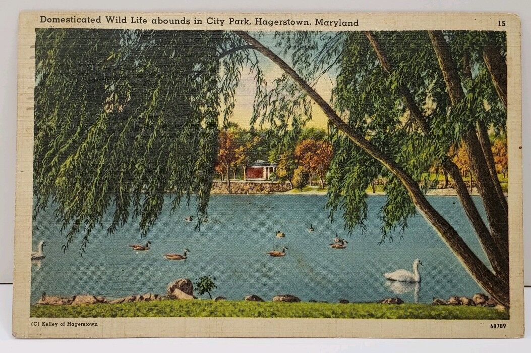 Hagerstown Maryland Domesticated Wild Life abounds in City Park 1942 Postcard D4