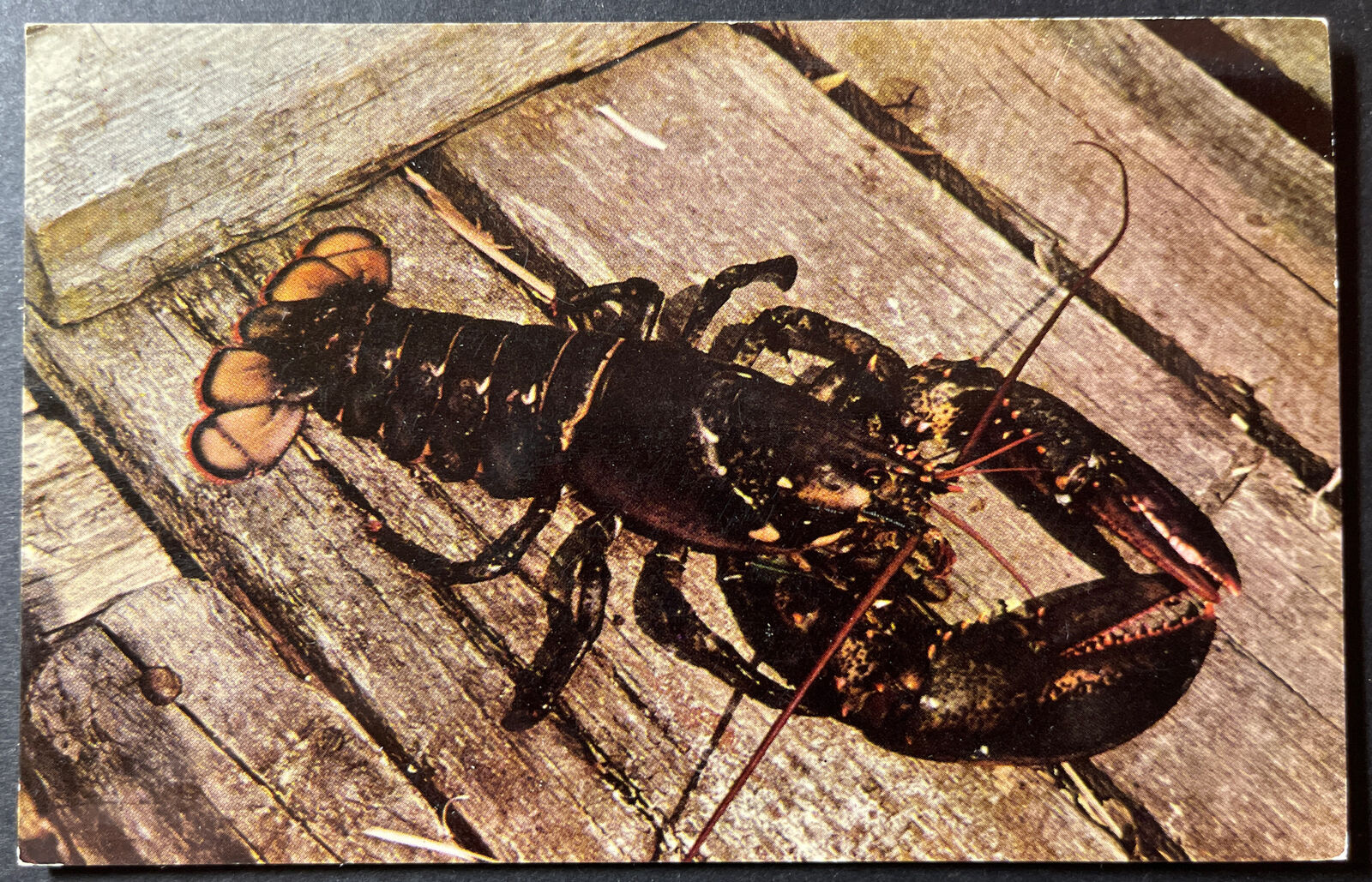 Lobster from Canada's Coastal Water Five Pounds Nova Scotia Canada print chrome