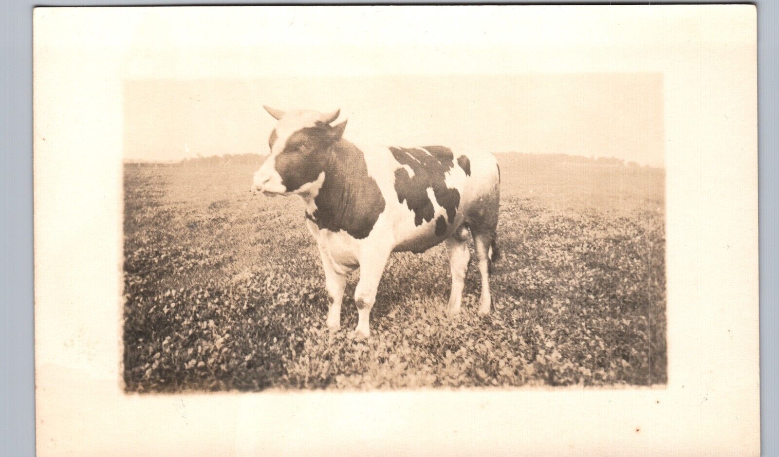 PRIZE DAIRY COW adams center ny real photo postcard rppc new york farm history