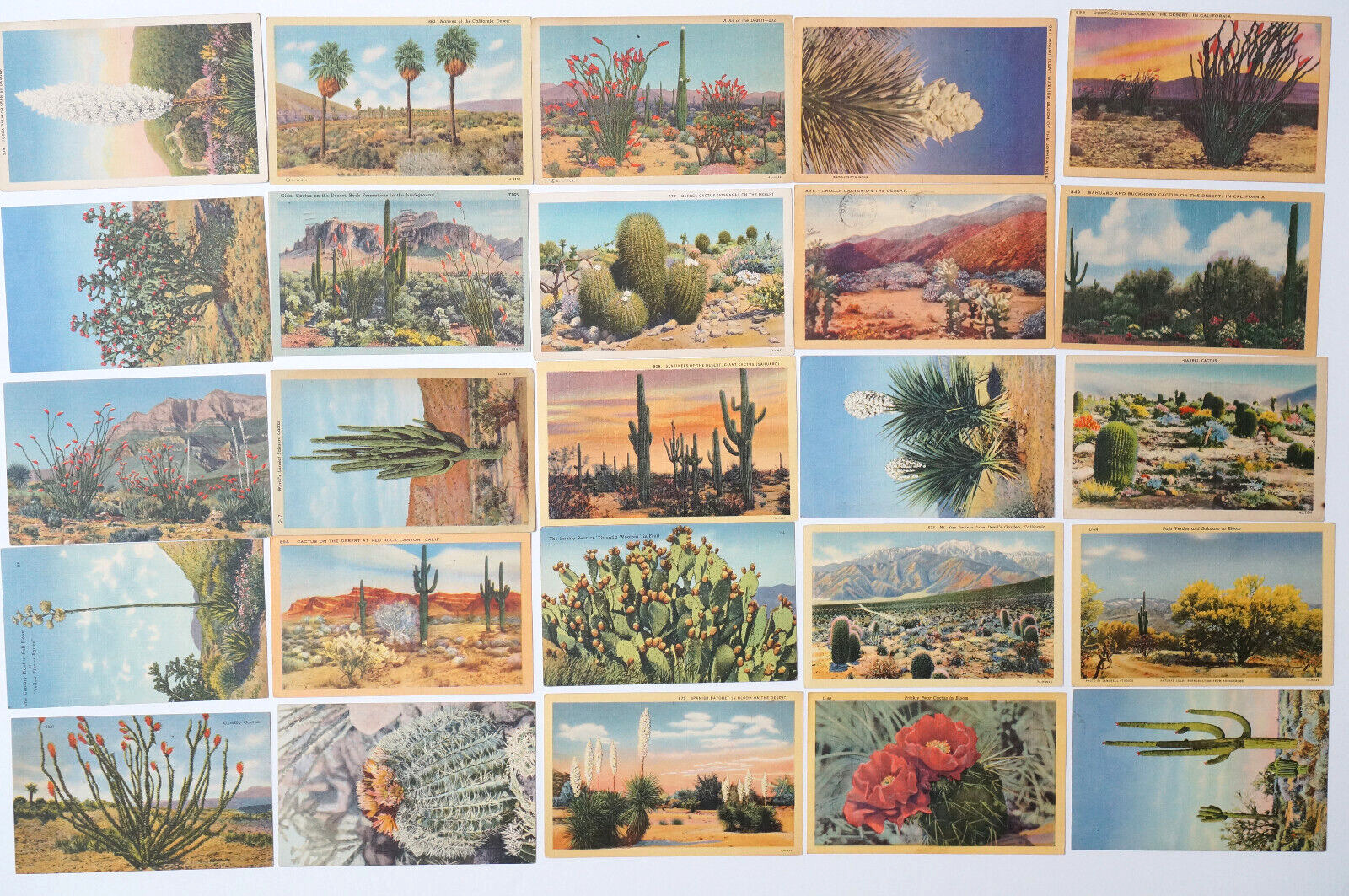 Vintage Postcard LOT 25 Desert Views Cactus Giant Saguaro Cacti CA NM AZ Linen