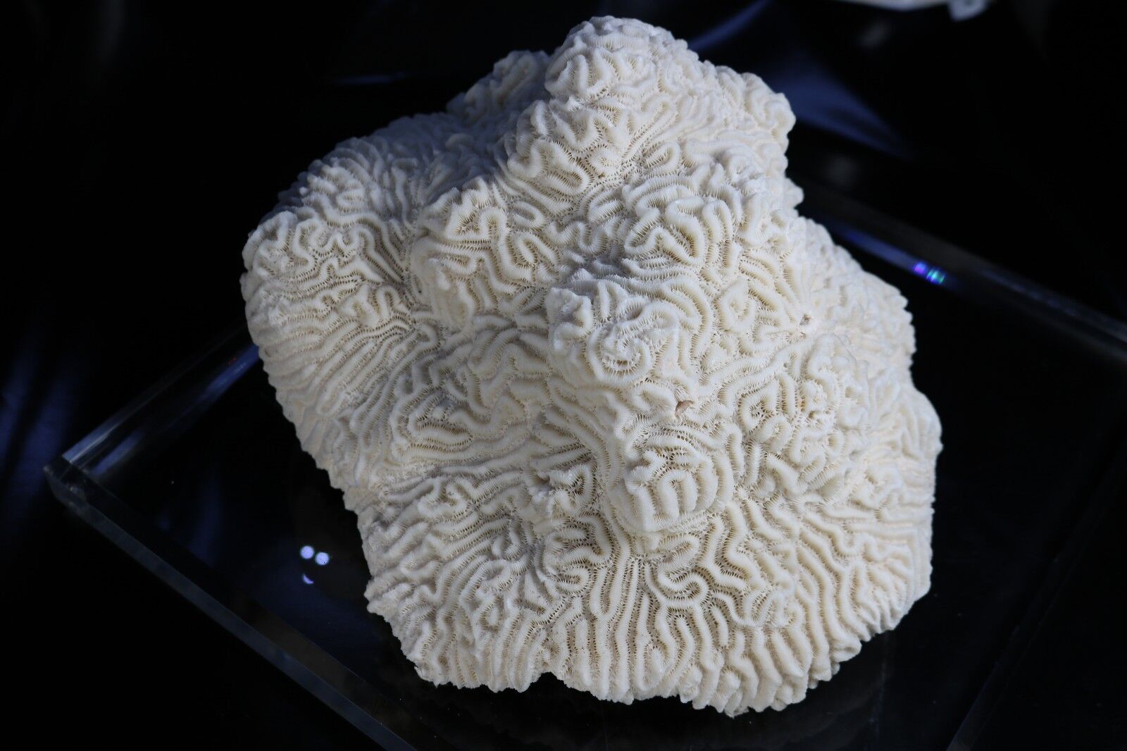 Stunning Brain Coral Fossil Display Piece  