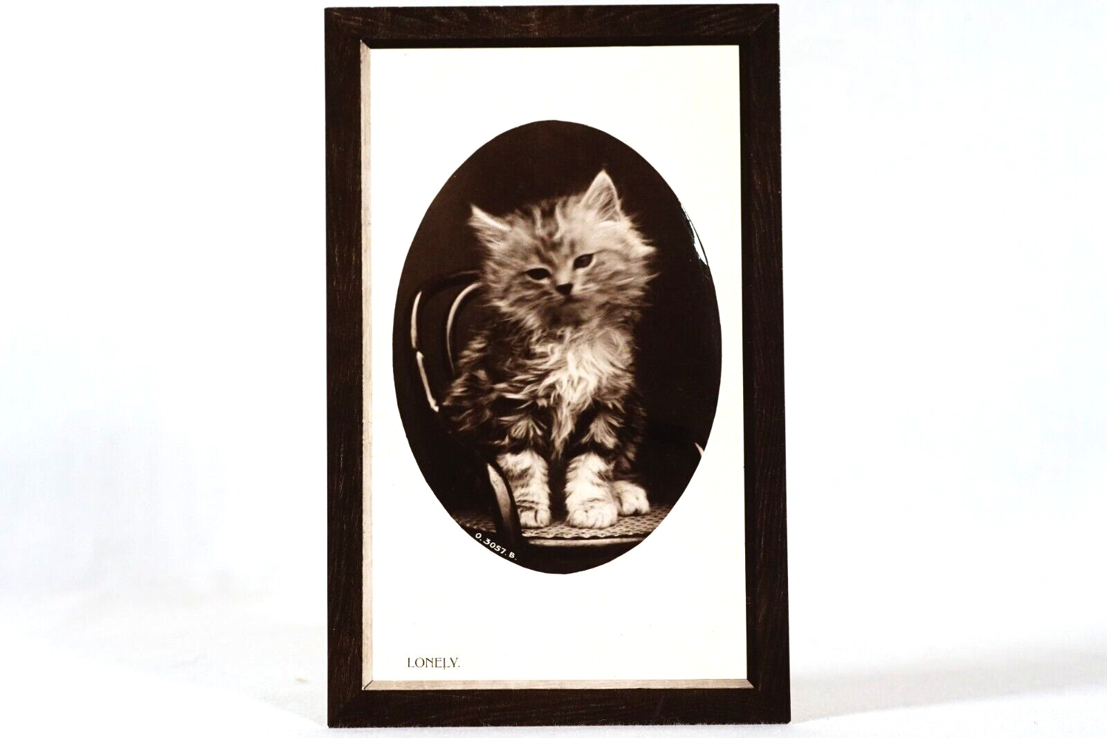 Kitten Lonely Cat Bromide Real Photo Embossed Postcard Rotograph Co 1905 RPPC