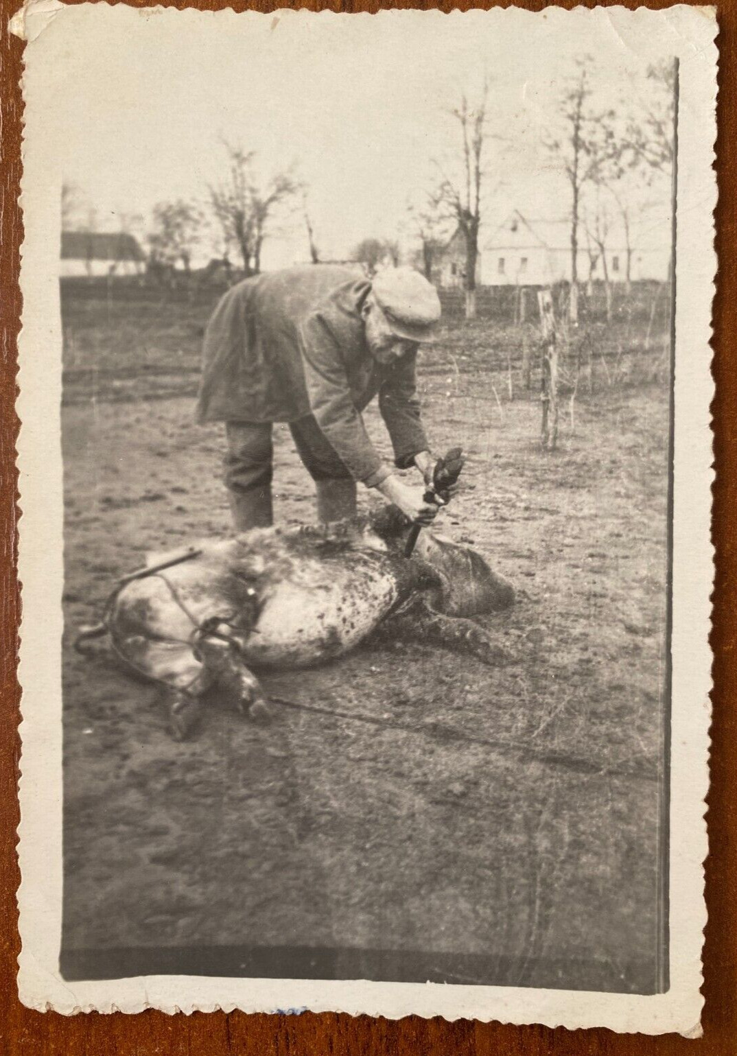 Man slaughtered a pig. Dead pig. It's a scary, strange photo. Vintage photo