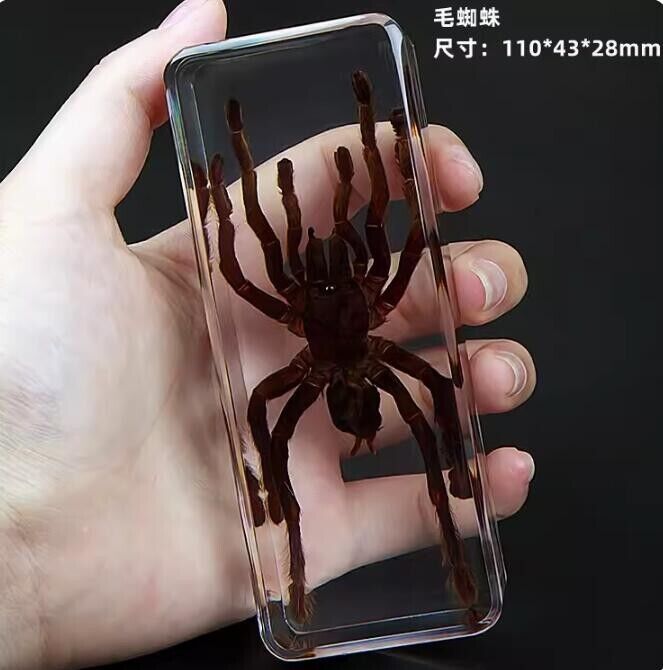 Insect Office Paperweight Real Giant Spider Specimen Taxidermy - Large