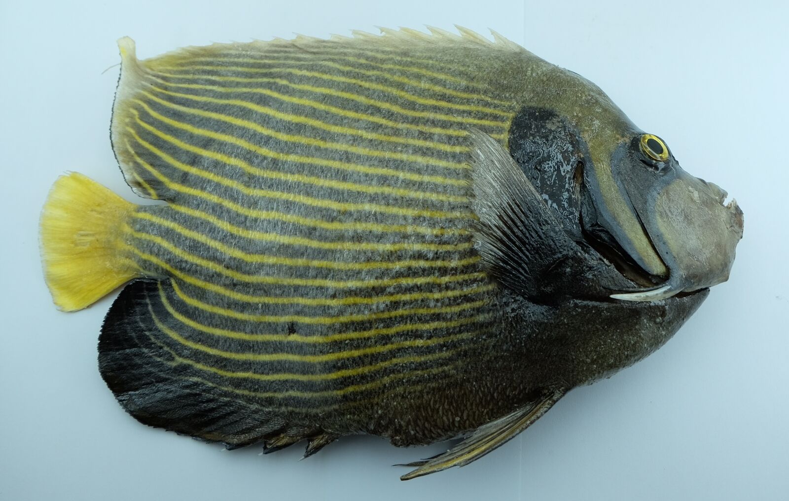 Fishes Emperor Angelfish Pomacanthus sexstriatus Oddities
