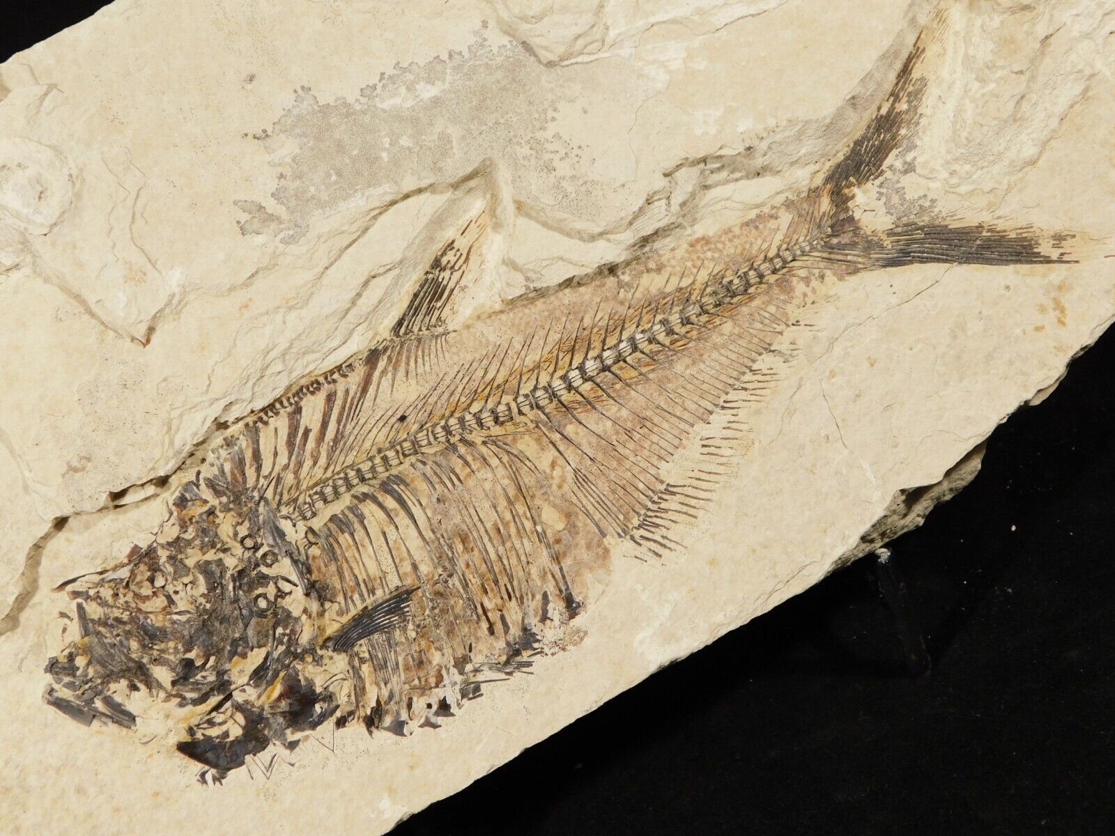 X-RAY Bones Larger 100% Natural Diplomystus FISH Fossil W/ Stand Wyoming 980gr
