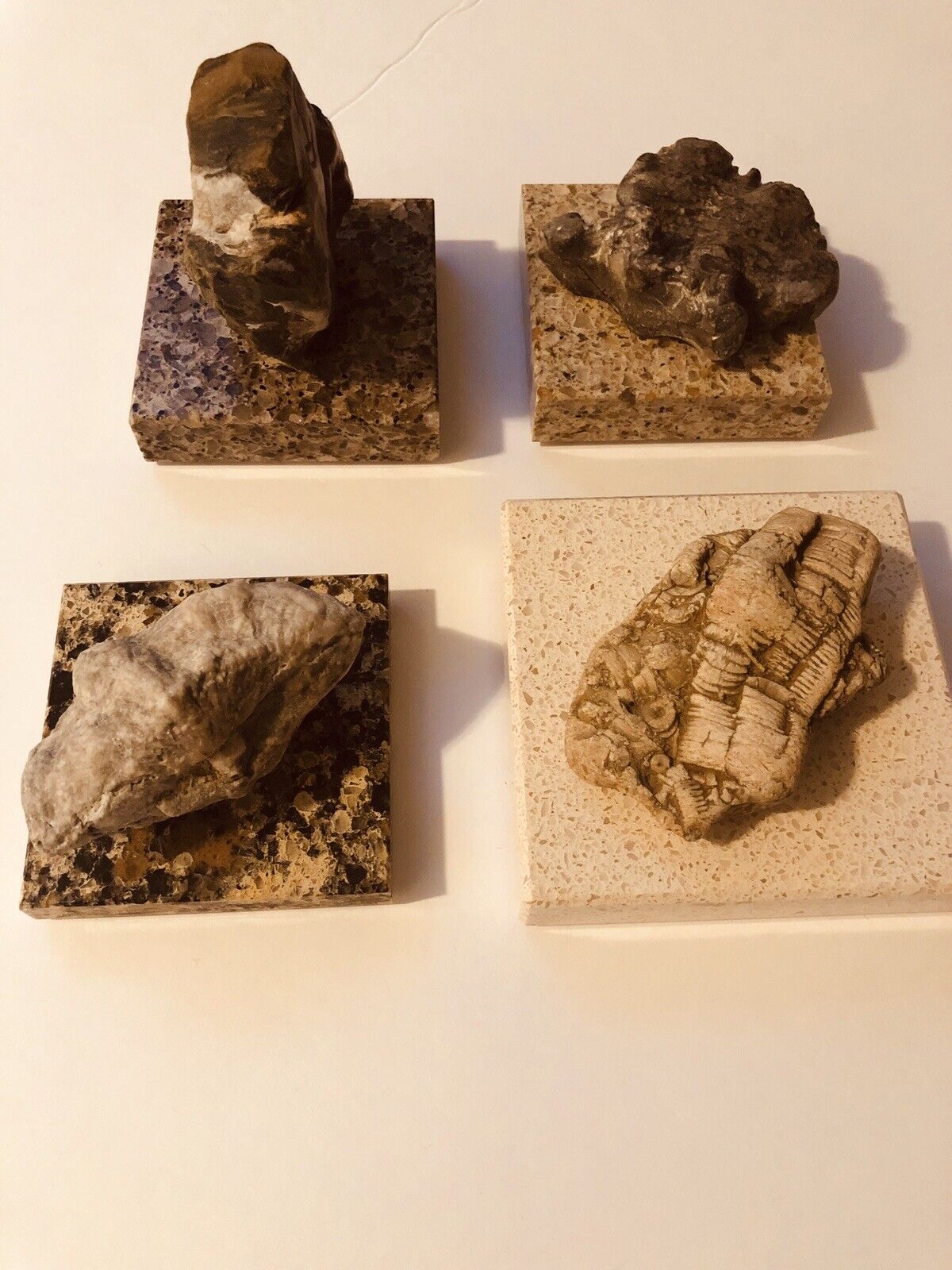 Rare 4 Fossils/Rocks- Sea Lilly, Nautiloids, Breccia, Cyglothyris Branchio