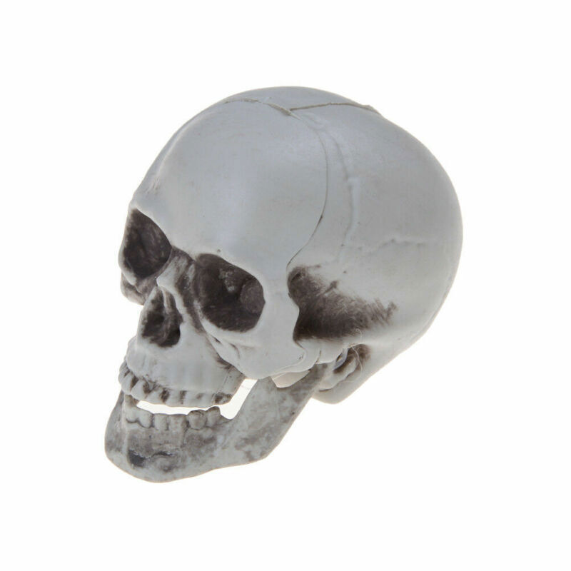 1x Human Skull Decors Prop Skeleton Plastic Head Halloween CoffeeBar Ornaments