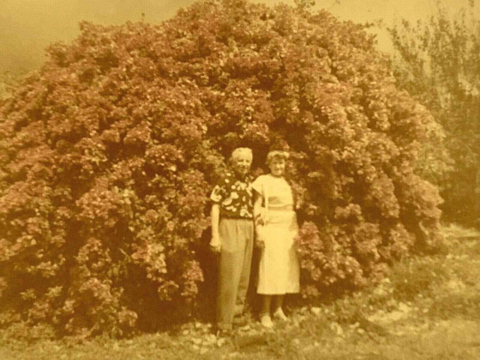 AwD) Found Photo Photograph 1950 Old Couple Posing Large Flowering Bush Artistic
