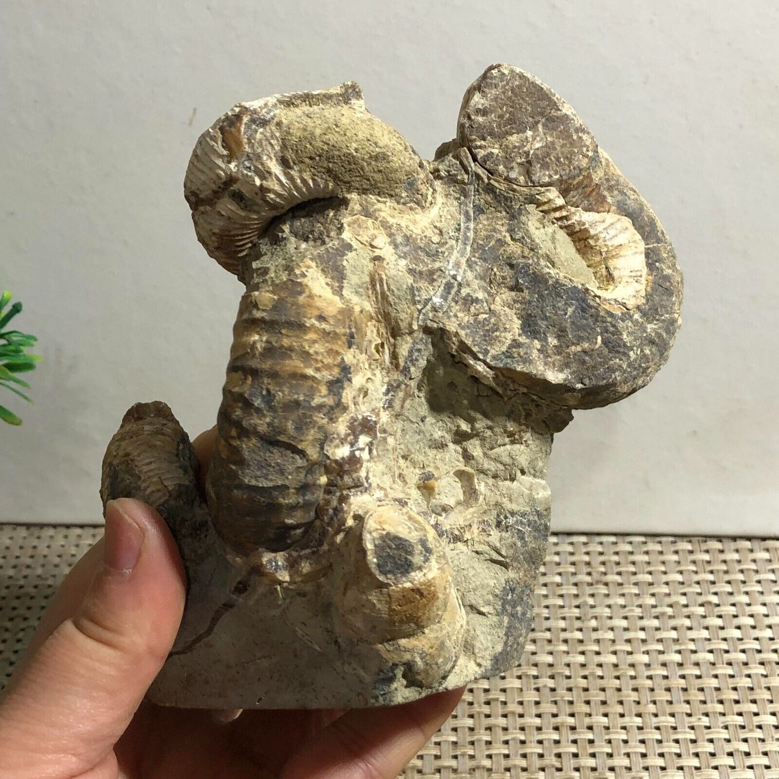 676g Rare Heteromorphic Ammonite Nostoceras malagasyense Madagascar d17