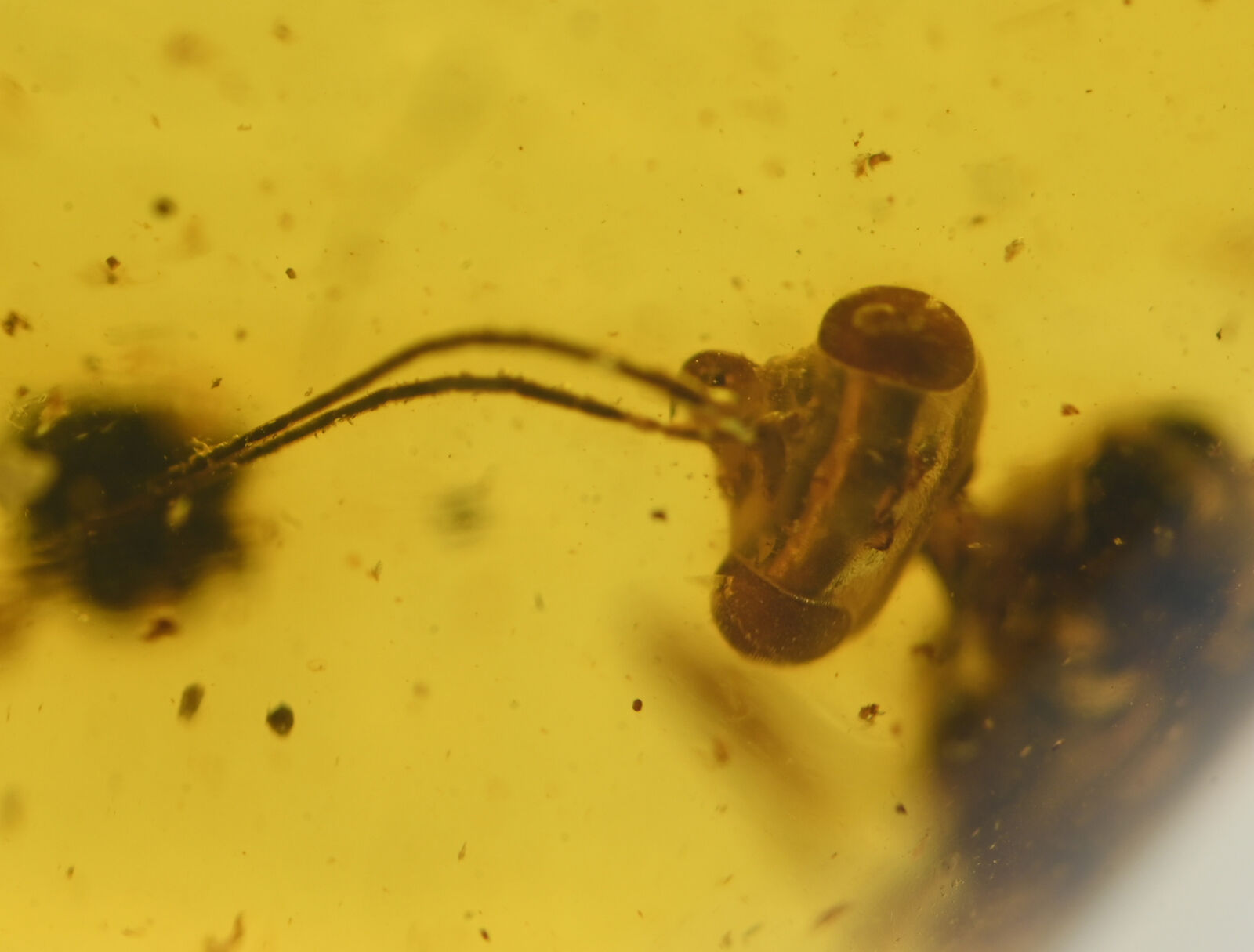 Hymenoptera (Wasp), Fossil insect inclusion in Burmese Amber