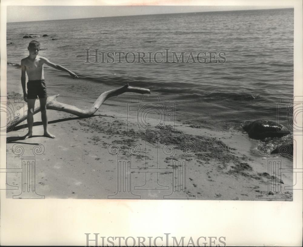 1966 Press Photo Lad points to foul-smelling algae in polluted Wisconsin beach