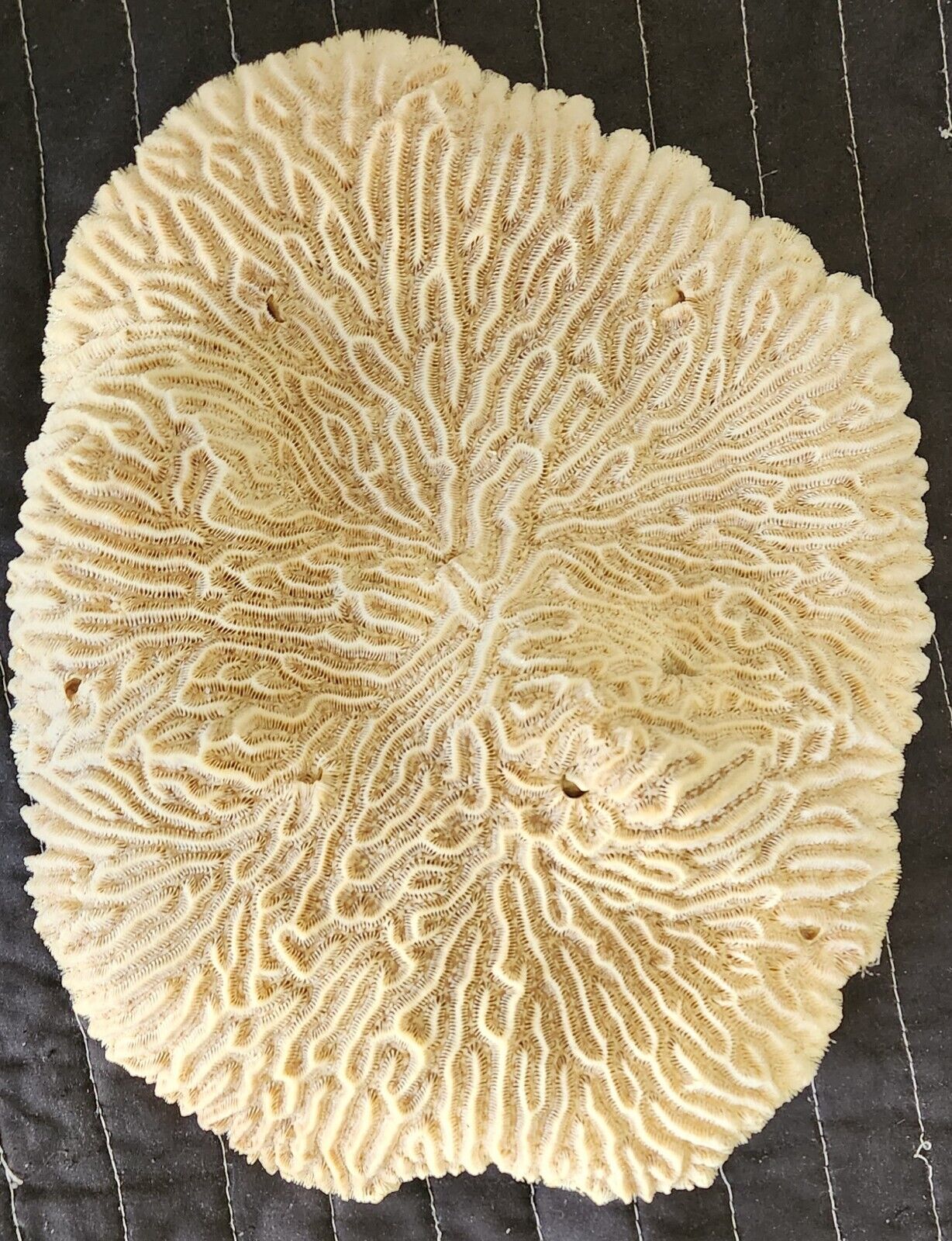 Giant Piece Of Natural Brain Coral Pseudodiploria Strigosa Flat 11in (28cm)