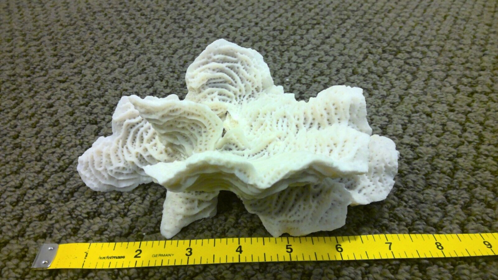 Coral Brain Fossil White Natural Beach Ocean Aquarium/Nautical