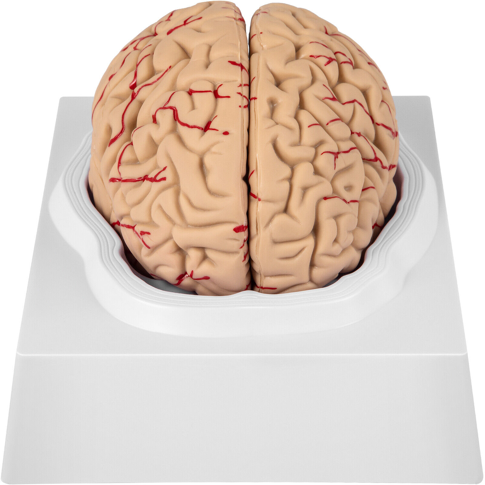 VEVOR Human Brain Model Anatomy Medical Teaching Model 9-Part Life Size & Base