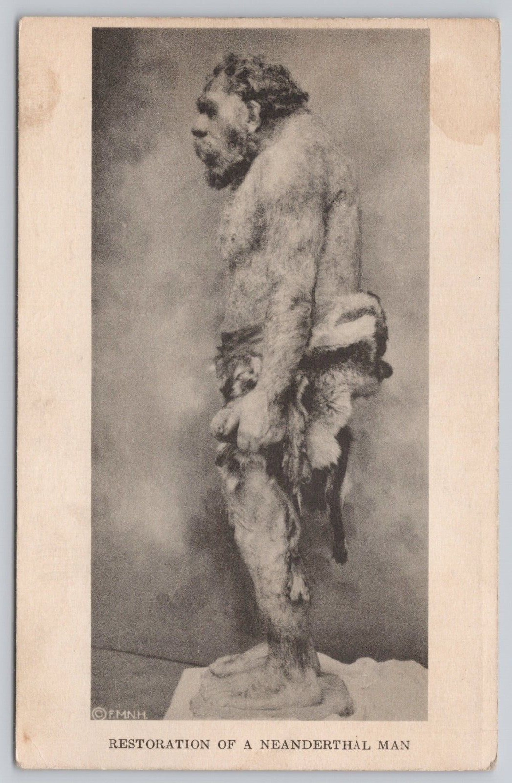 Restoration Of A Neanderthal Man Natural History Museum Vintage Postcard Cave