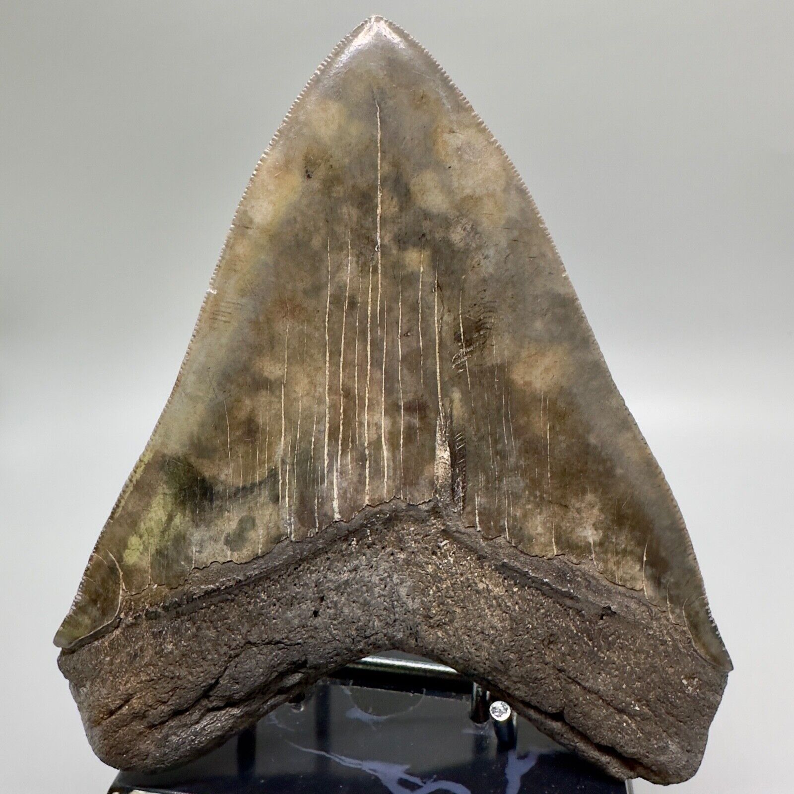 Colorful, High Quality, Sharply Serrated 5.33” Fossil Megalodon shark Tooth- USA