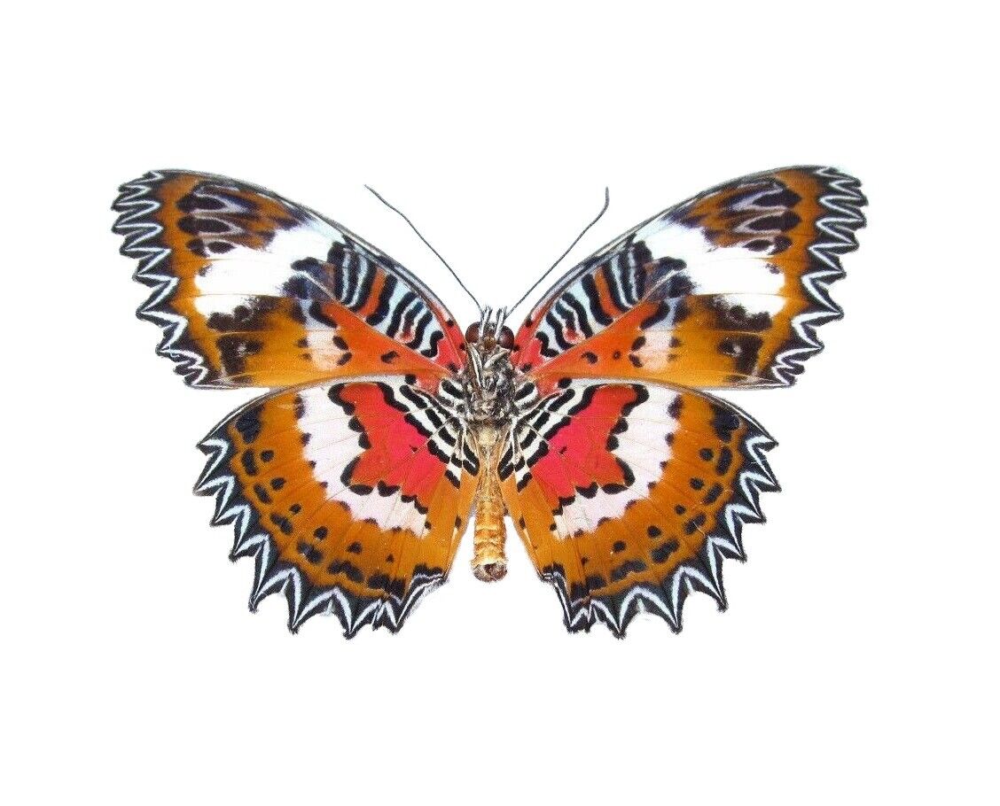 Cethosia hypsea ONE REAL BUTTERFLY INDONESIAN UNMOUNTED WINGS CLOSED 