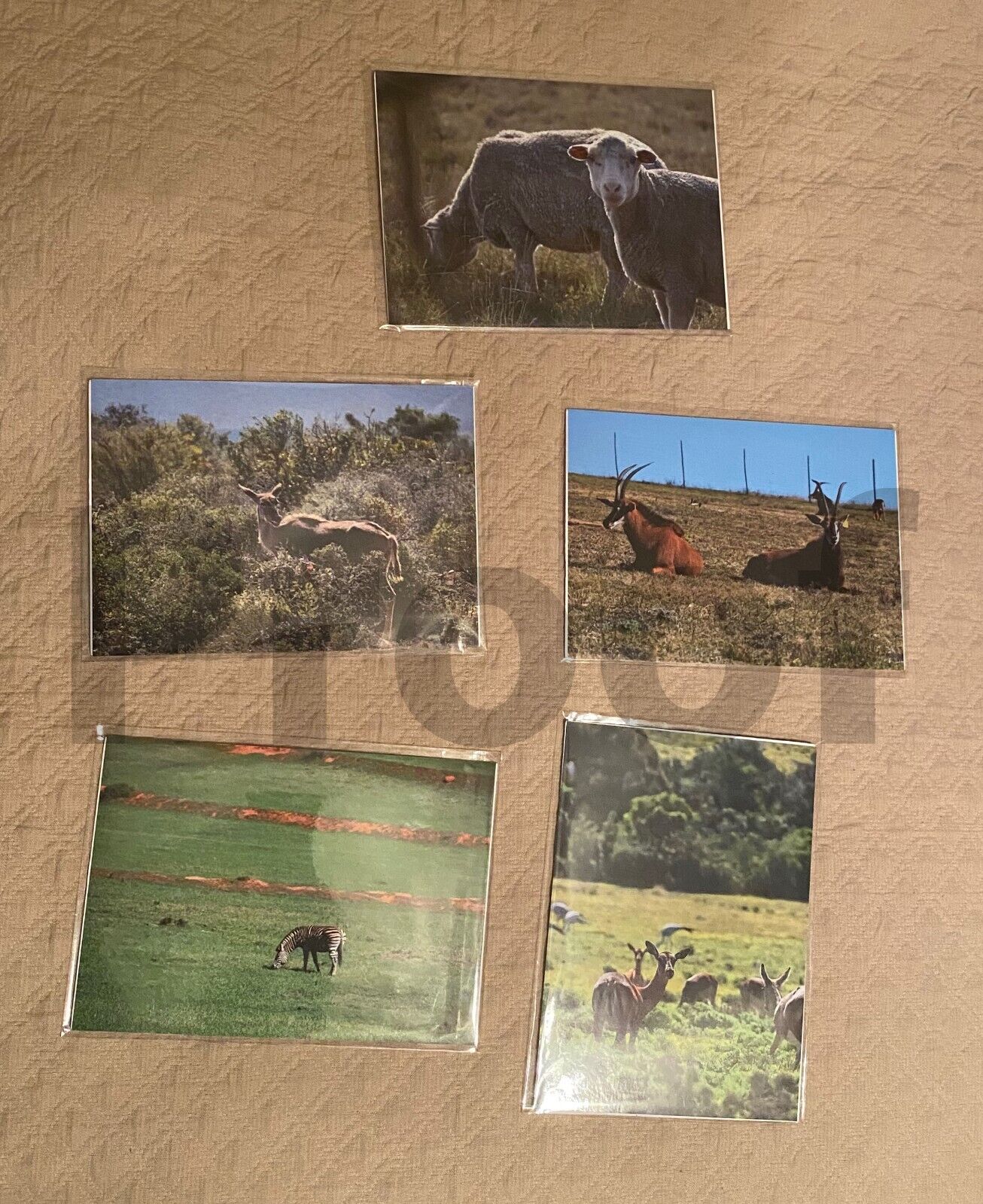 Original Photographs of South Africa, Lot #2, Animals - mounted & protected