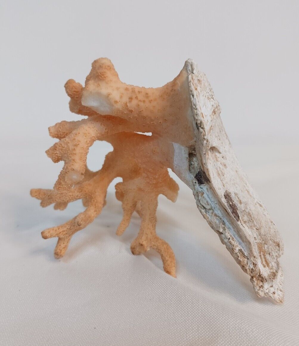 Natural Coral Specimen Peach Color Branch on Oyster Shell