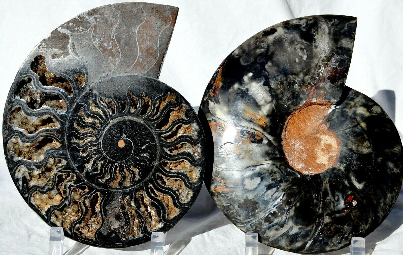 Dinosaur PAIR 1-n-100 BLACK Ammonite XXLG 200mm 110 myo FOSSIL 8.0\