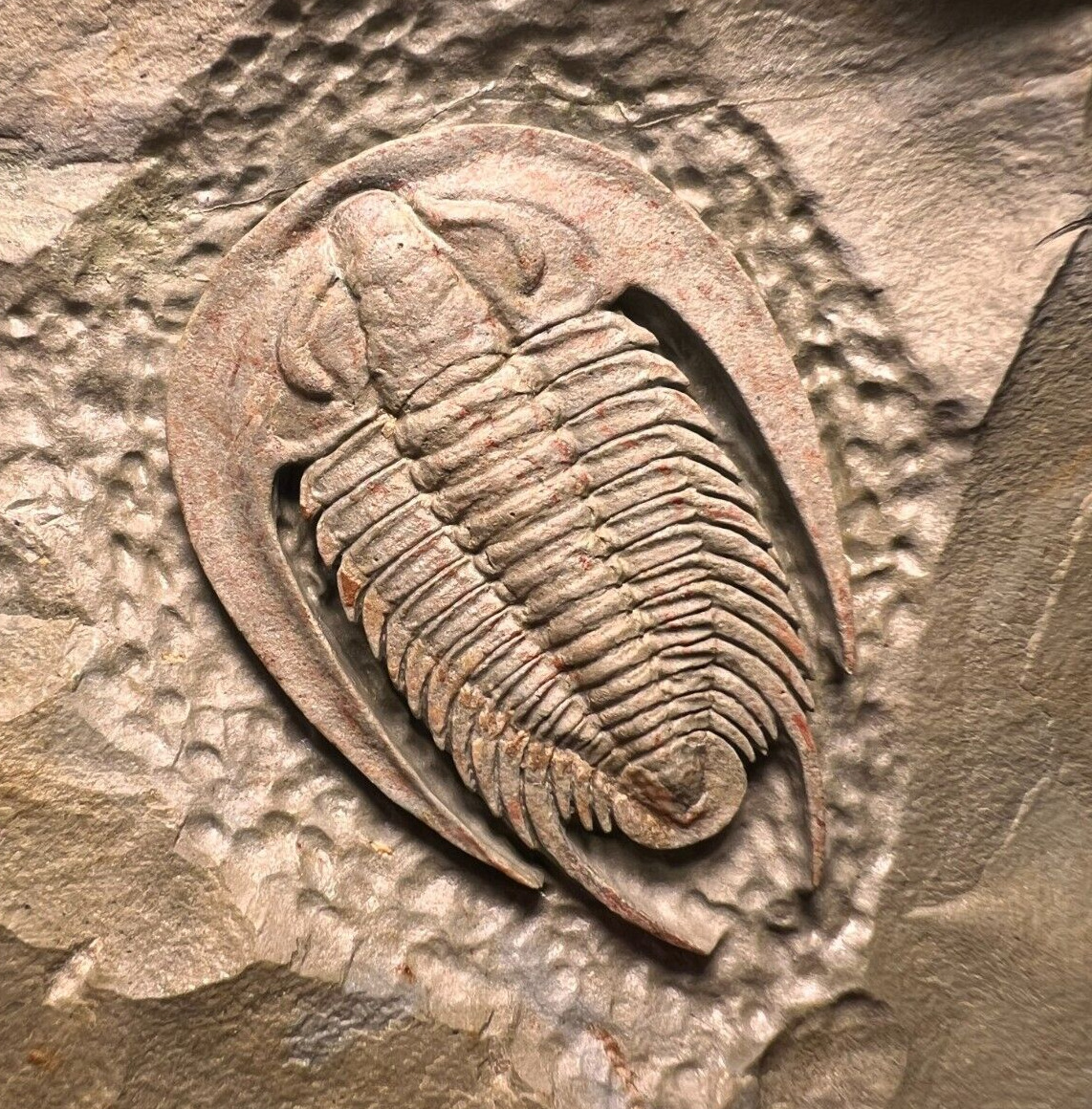 Beauty Trilobite Perrector Fossil - Tazemourt, Morocco