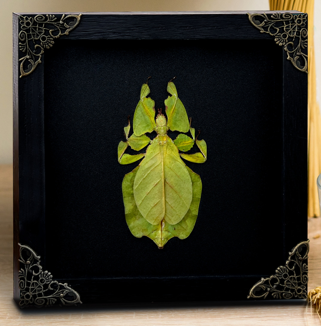 Real Frame Walking Leaf Insect Shadow Box Bug Frame Taxidermy Wall Hanging Decor