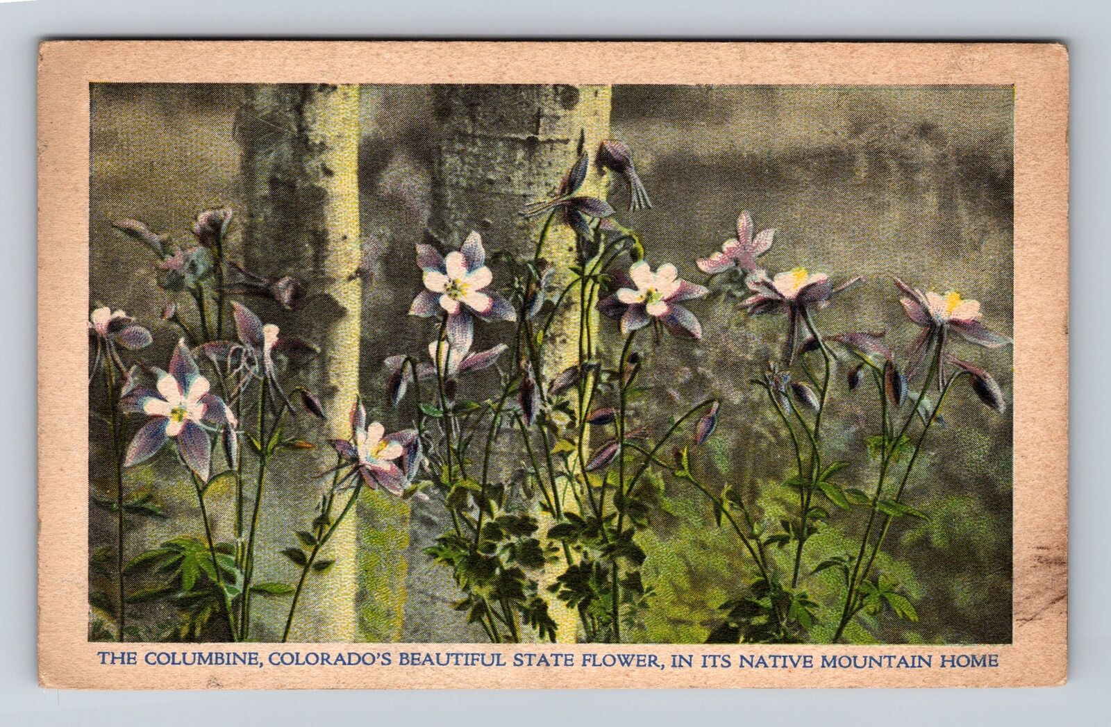CO-Colorado, Colorado State Flower the Columbine, Vintage c1932 Postcard