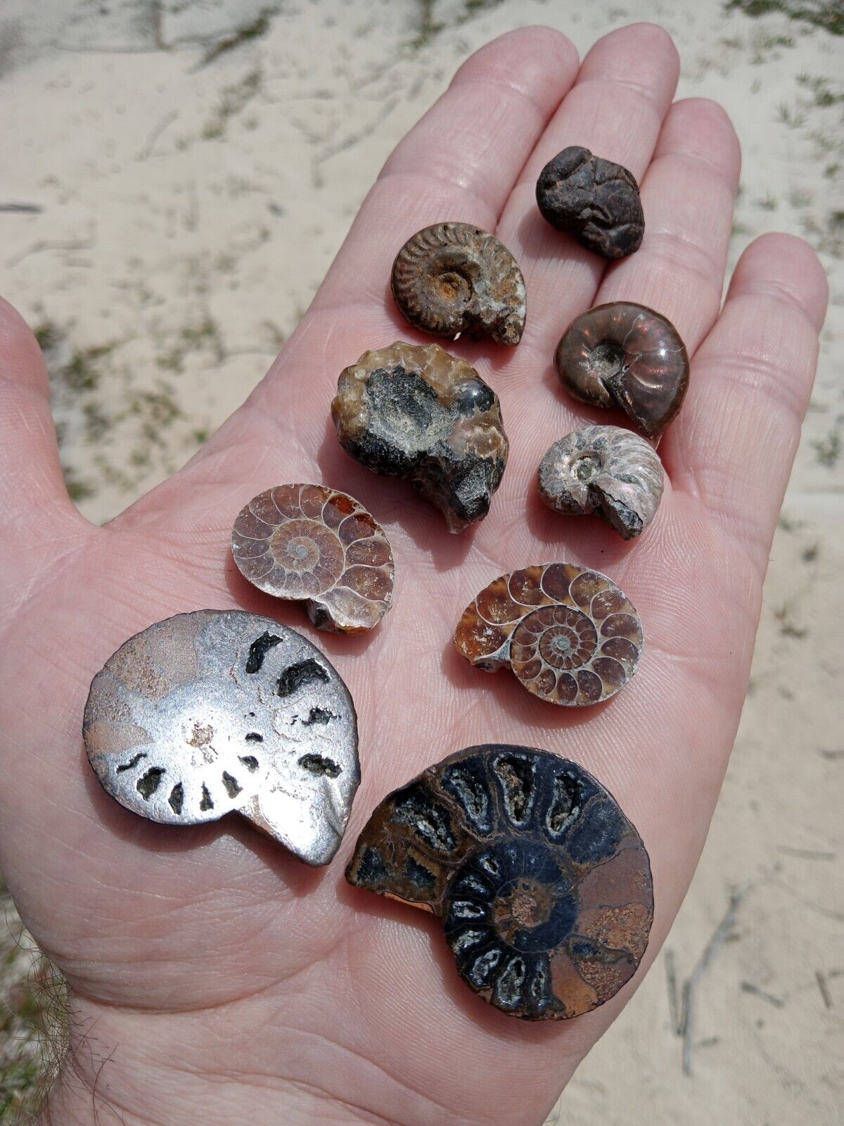 Lot of 7 Mixed Fossil Ammonites Opalized, Split, Hematite, Iridescent, ++   U3