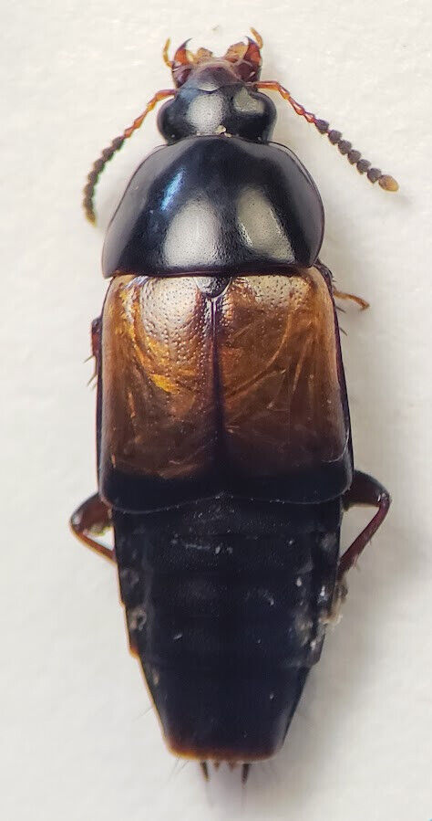Rove Beetle: Tachinus fimbriatus (Staphylinidae) USA Coleoptera Insect