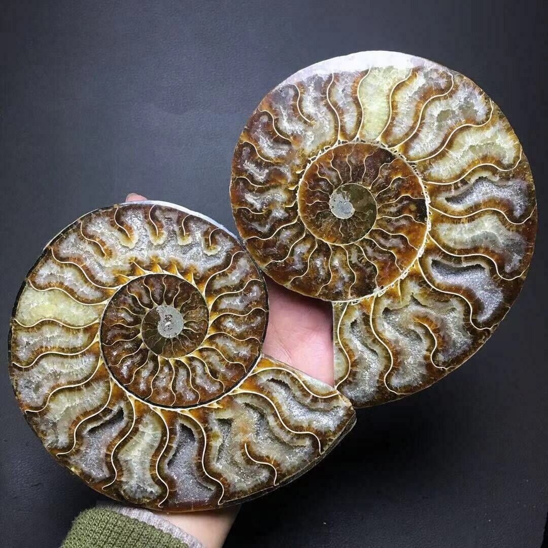 1 Pair of Natural Crystal ammonite fossil conch specimen healing