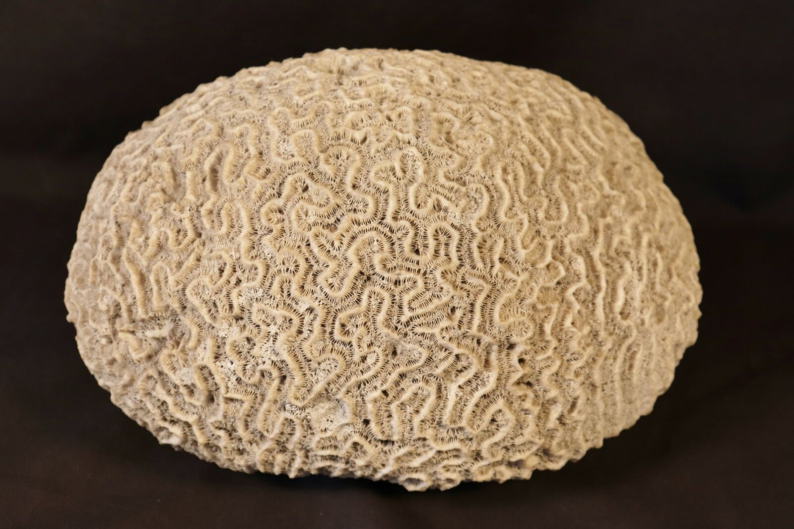 Dried Brain Coral Fossil Beach Ocean Sea Reef Fish Tank Aquarium 6 lbs 9\