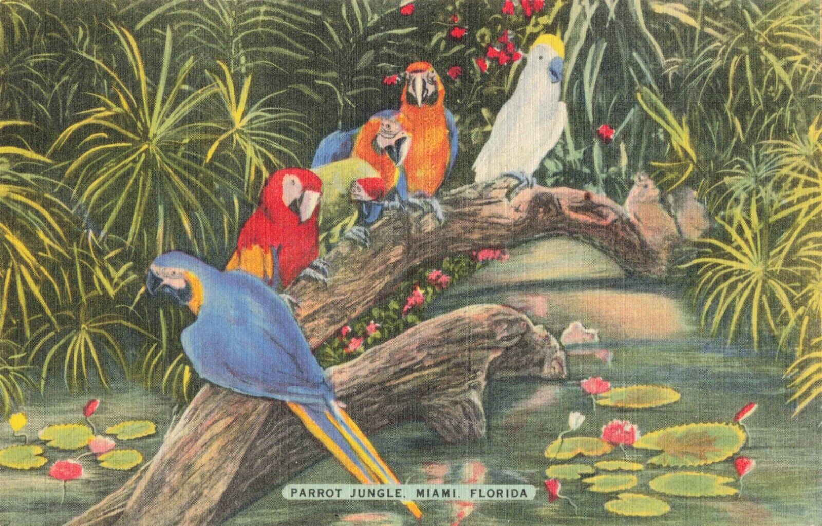 Miami FL Florida, Macaws Parrots & Cockatoo at Parrot Jungle, Vintage Postcard