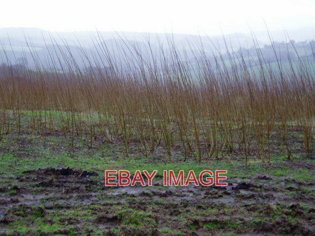 PHOTO  BIOFUEL WILLOW BEING GROWN ON A SHORT ROTATION COPPICE (SRC) SYSTEM BECAU