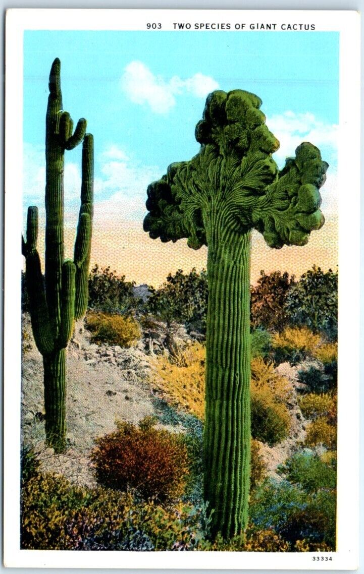 Postcard - Two Species of Giant Cactus
