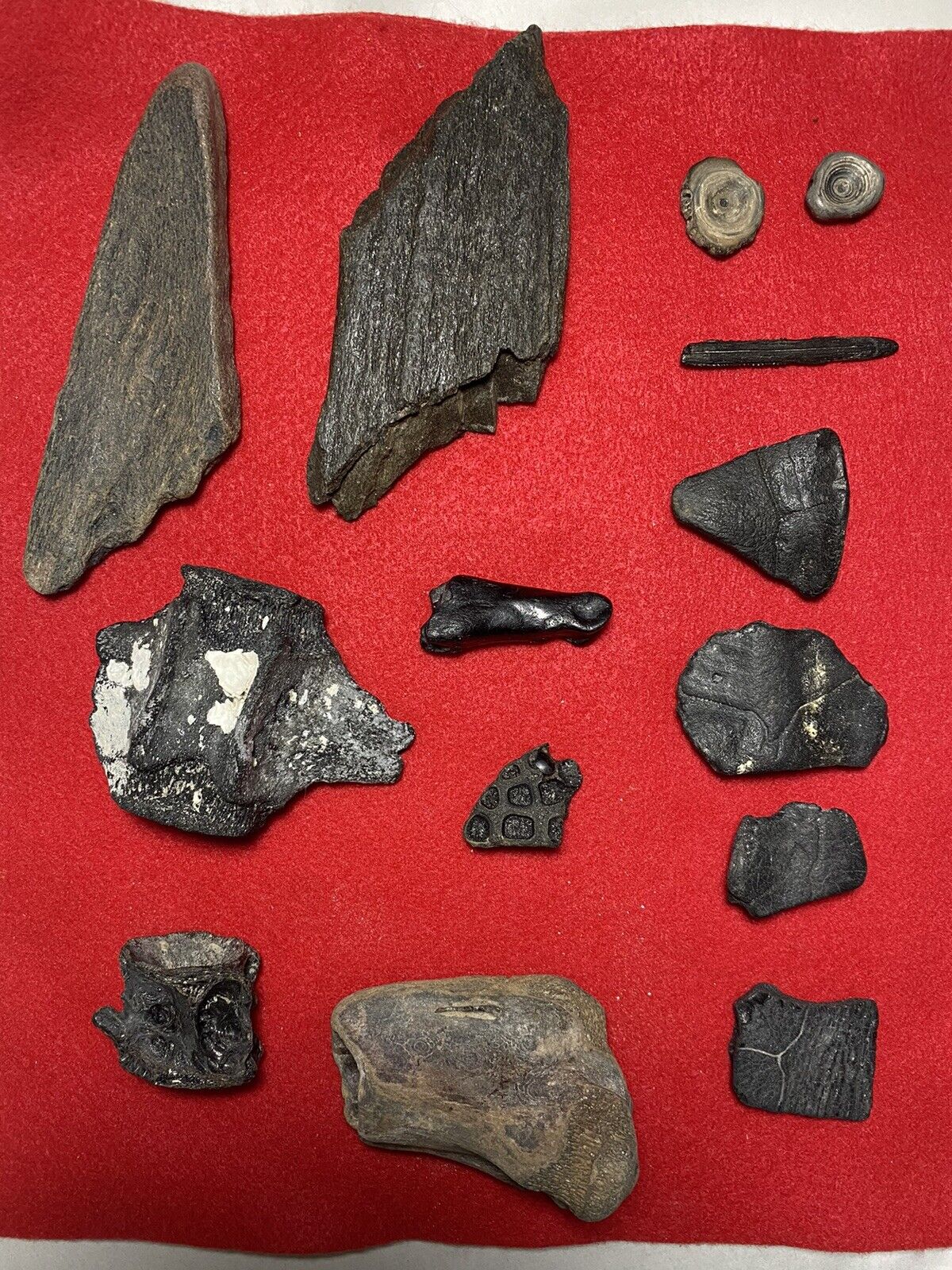 South Carolina Fossil Collection Whale, Dolphin, Deer, Turtle, Etc. Pleistocene