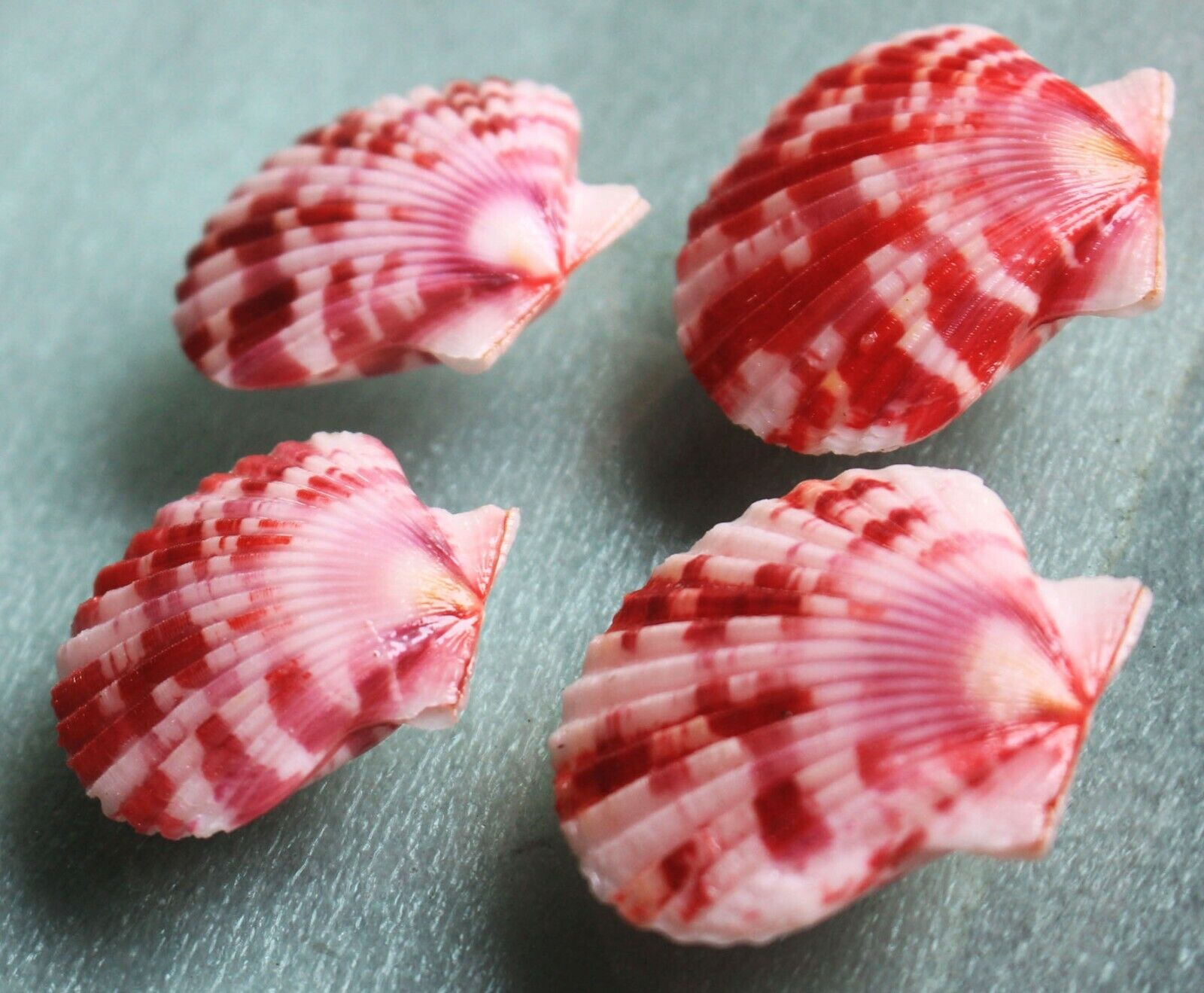 sea shells annachlamys  reevei  rare set 36 40mmcaught in Bohol Sept 502 2021 