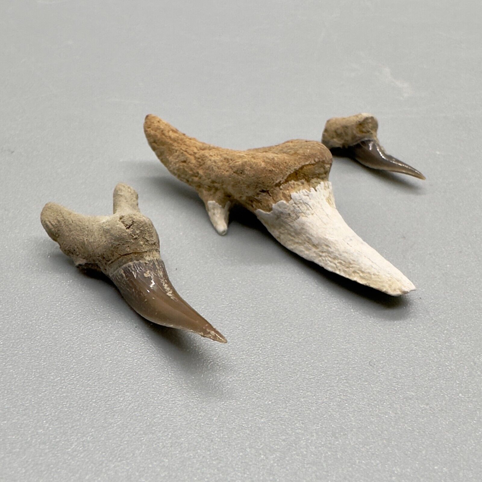 3 Uncommon Location Fossil LEPTOSTYRAX Shark Teeth - Little Glasses, Oklahoma