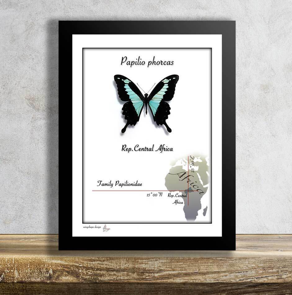 Papilio phorcas-Real Mounted Butterfly in Frame