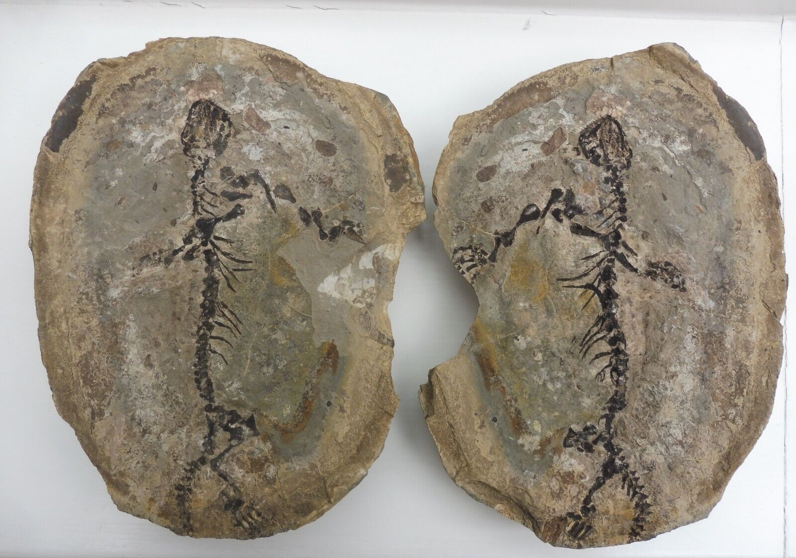 Parareptile (Barasaurus besairiei) 23.5 cm - Madagascar - Permian / Triassic