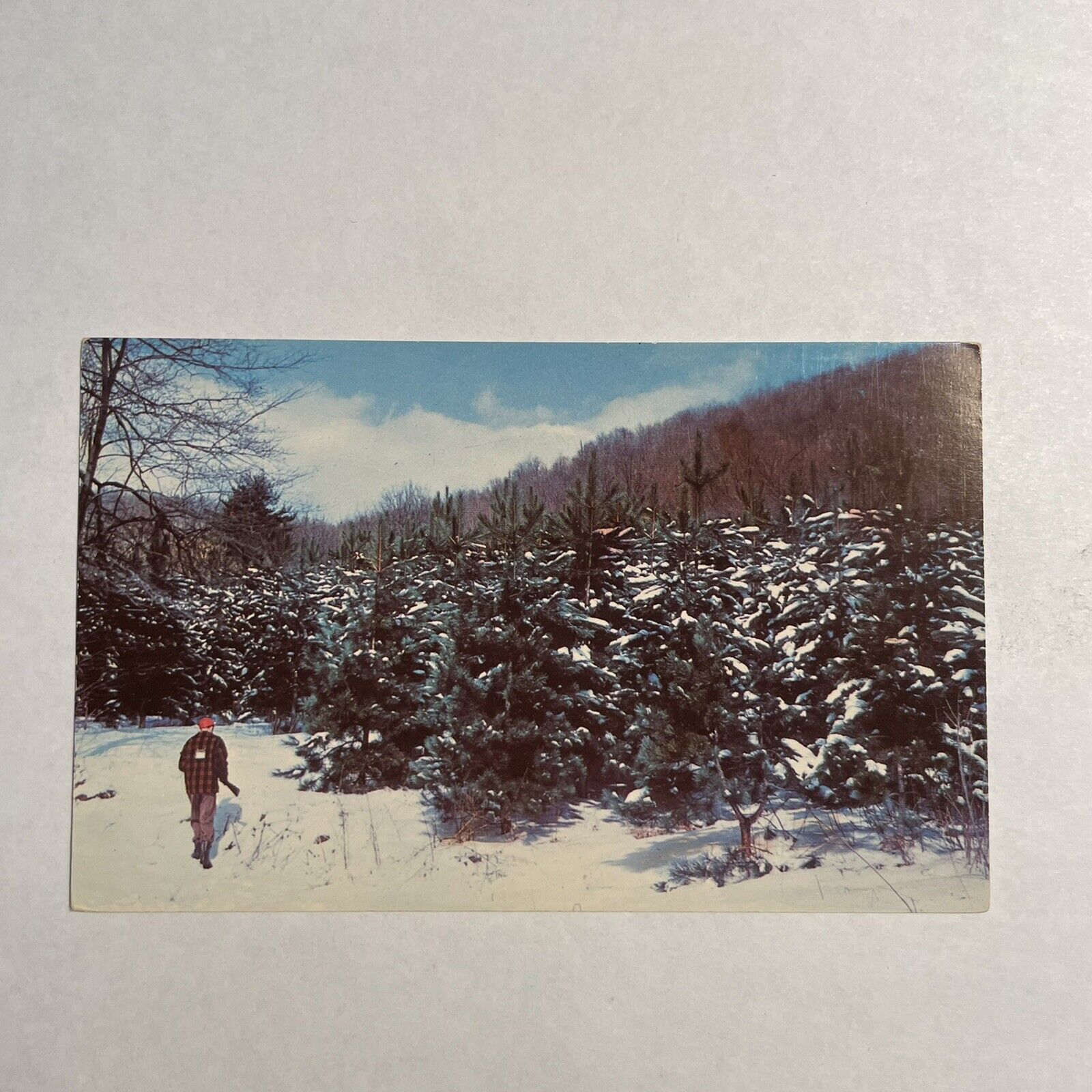Hunter At The Edge Of Pine Plantation Lewis Run Pennsylvania PA Postcard