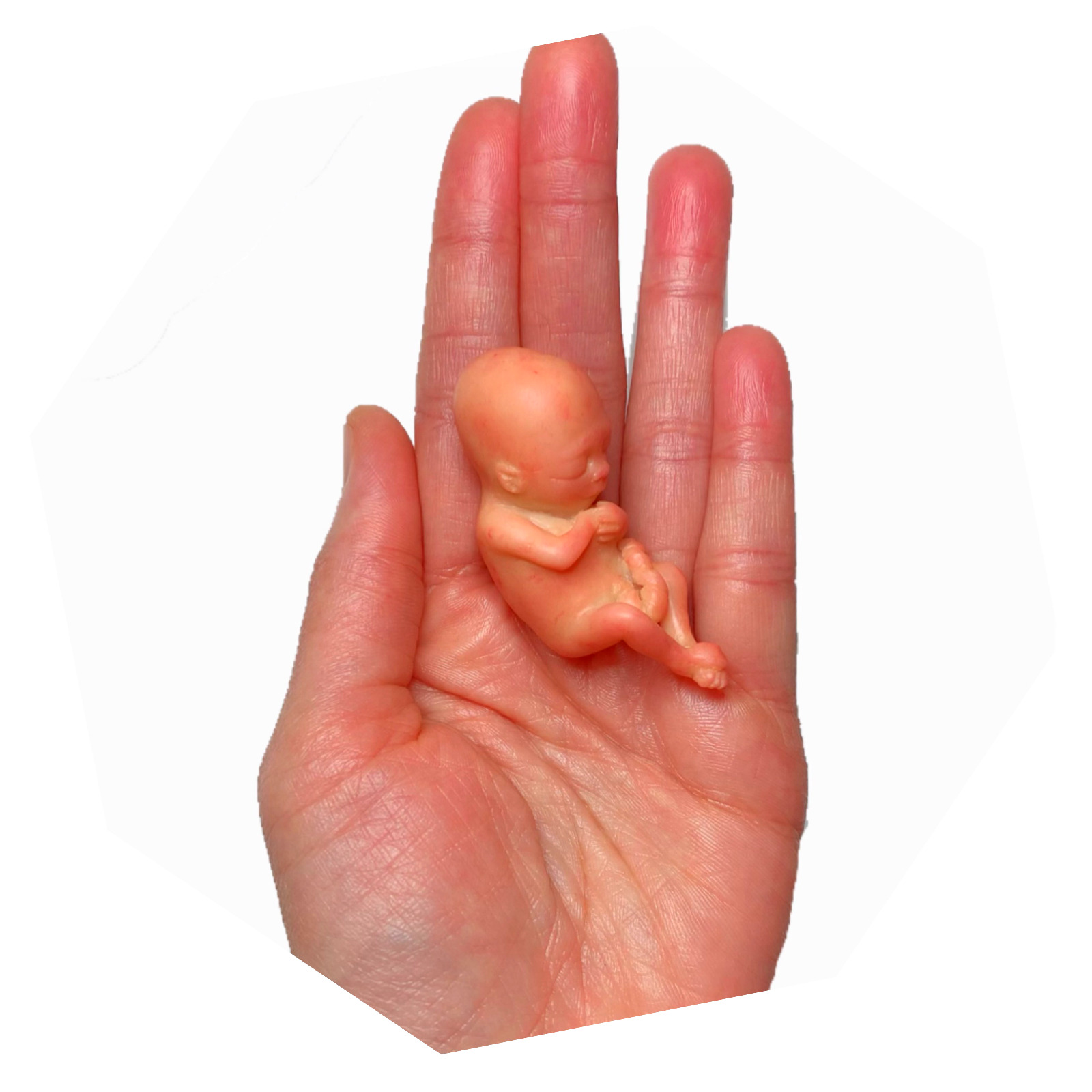 12 Weeks Baby Fetus, Stage of Fetal Development (Memorial/Miscarriage/Keepsake)