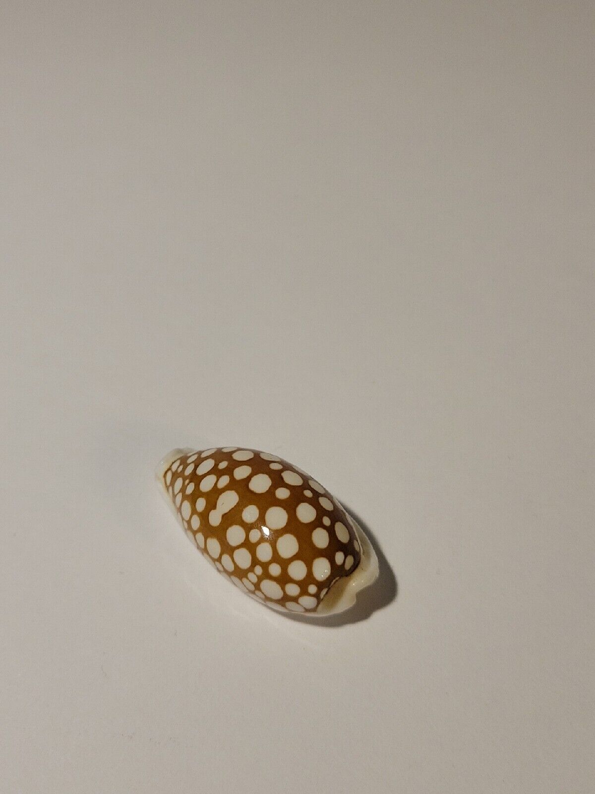 Hand Picked Cowry Shell - Cribraria