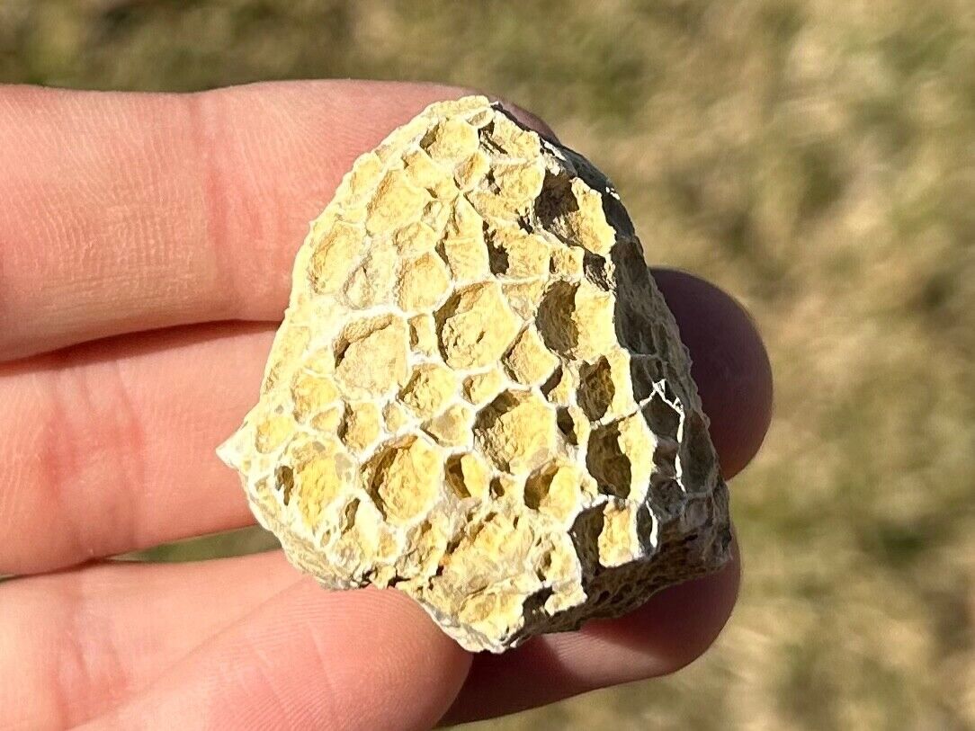 Alabama Fossil Coral Tectamichelinia Pride Mountain Formation Mississippian Age