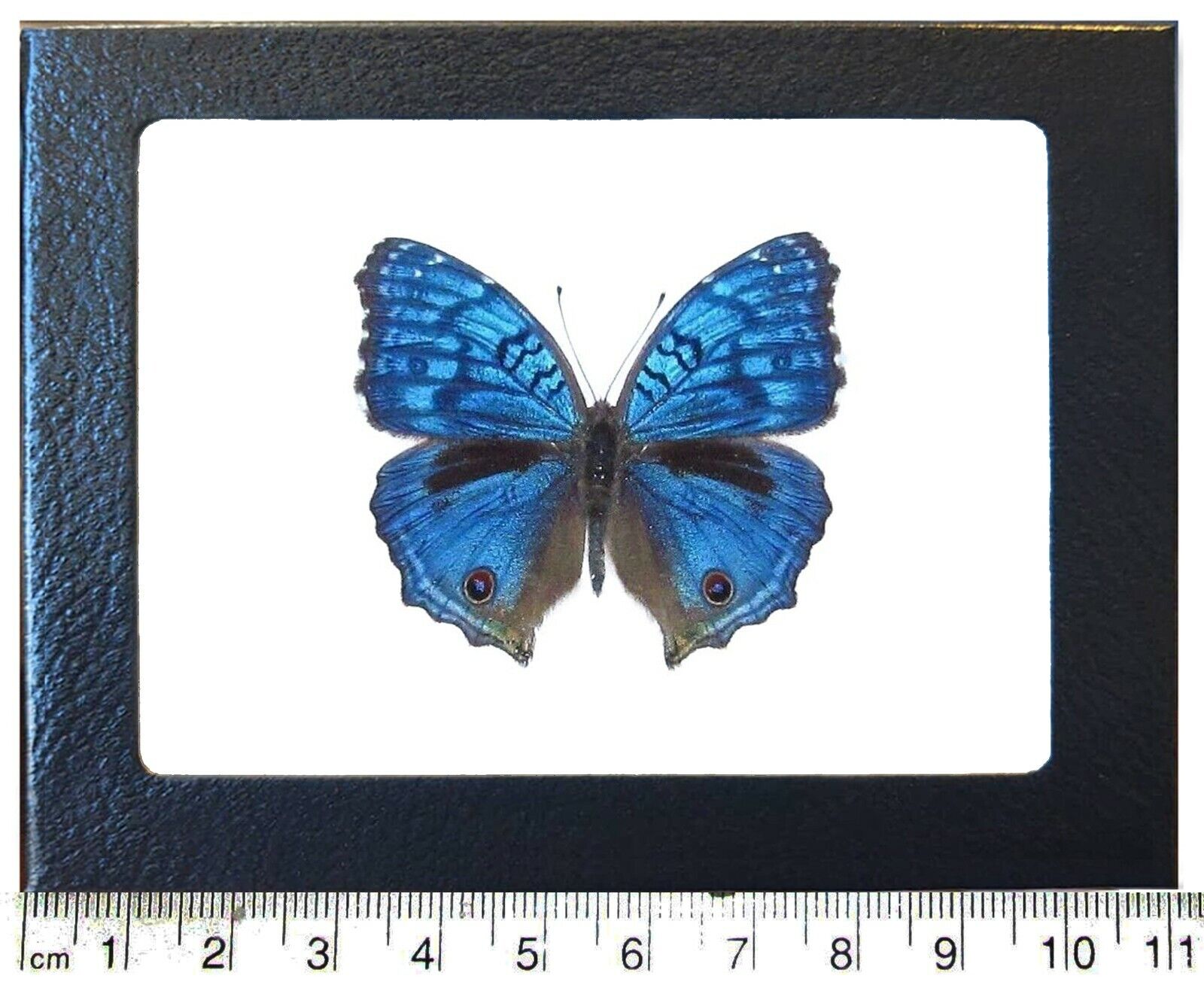 Precis rhadama blue buckeye male butterfly Africa framed